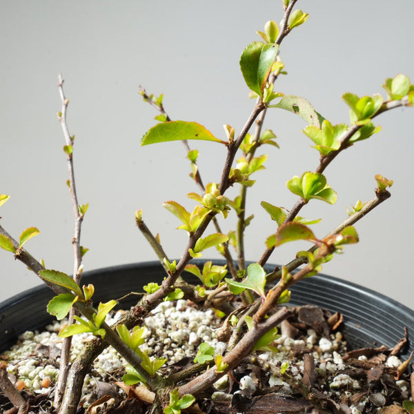 One - Gallon White Chojubai Quince #153 - Bonsaify