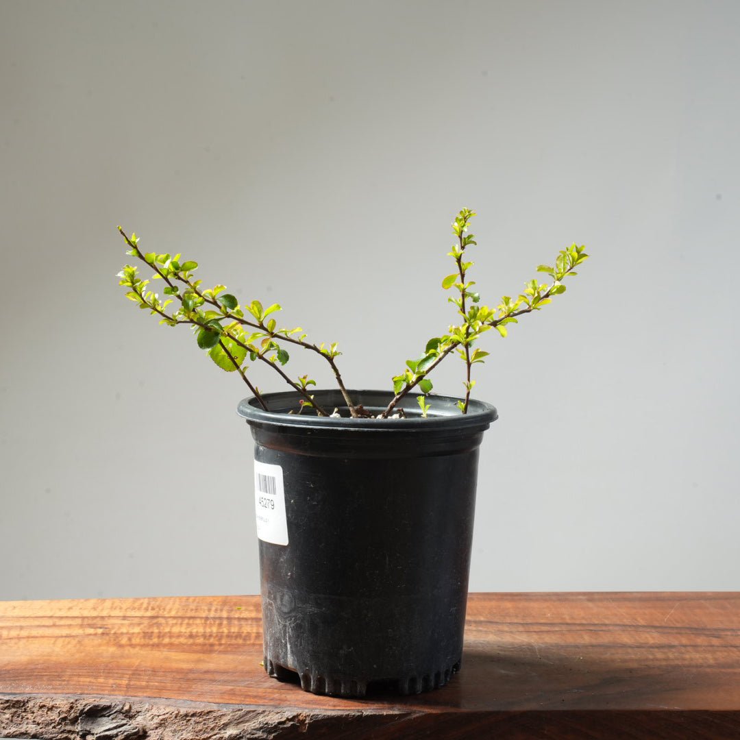 One - Gallon White Chojubai Quince #157 - Bonsaify