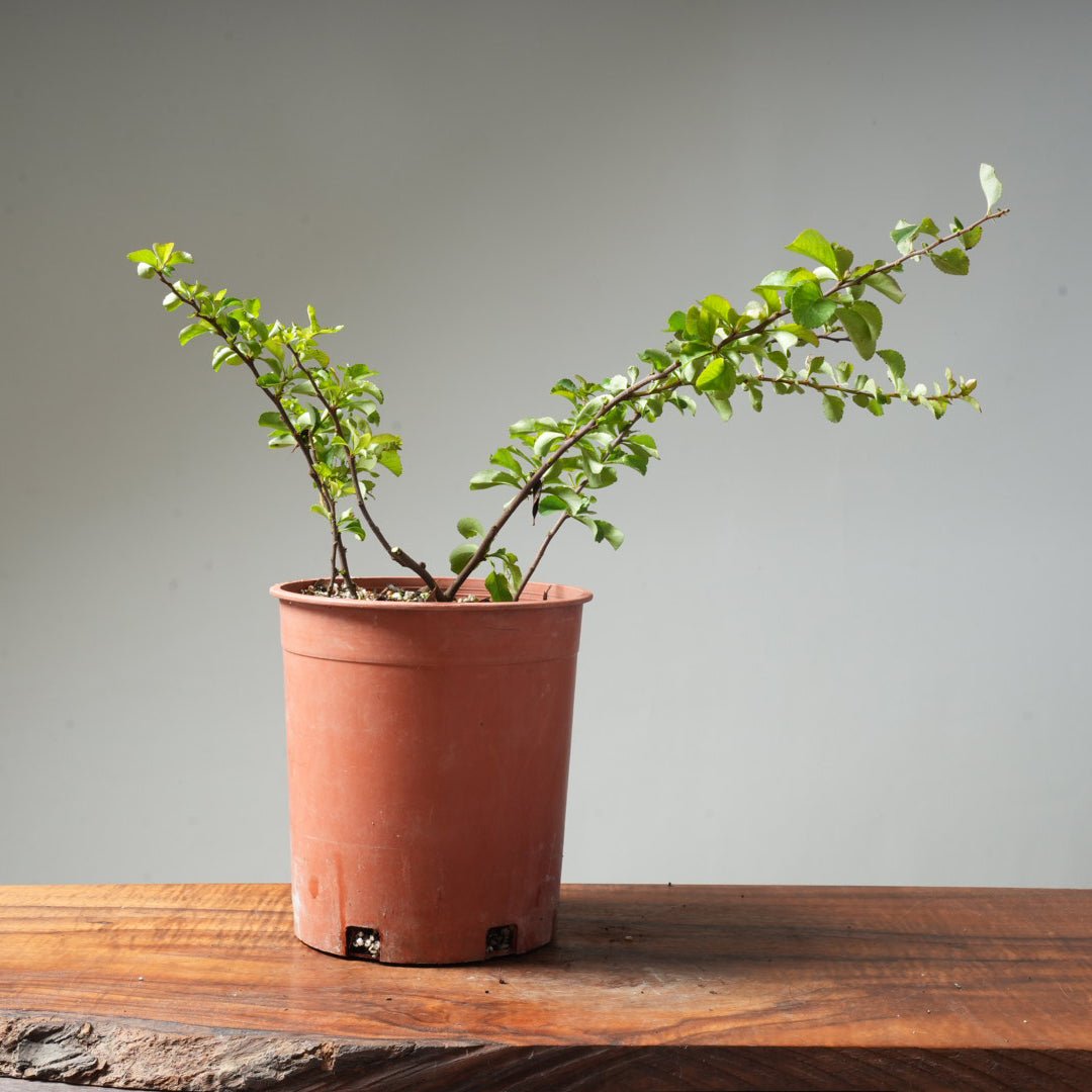 One - Gallon White Chojubai Quince #3 - Bonsaify