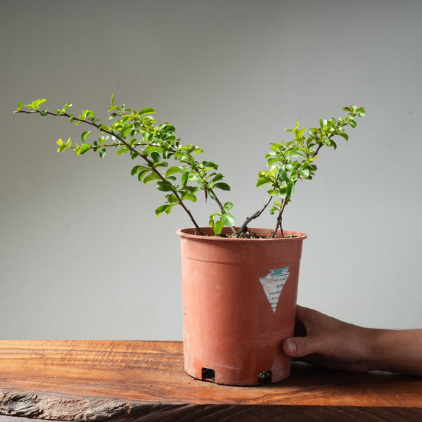 One - Gallon White Chojubai Quince #3 - Bonsaify