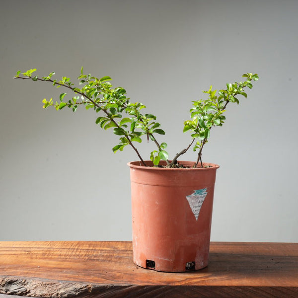 One - Gallon White Chojubai Quince #3 - Bonsaify