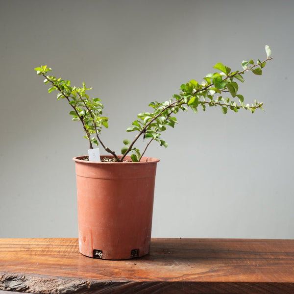 One - Gallon White Chojubai Quince #3 - Bonsaify