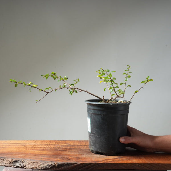 One - Gallon White Chojubai Quince #4 - Bonsaify