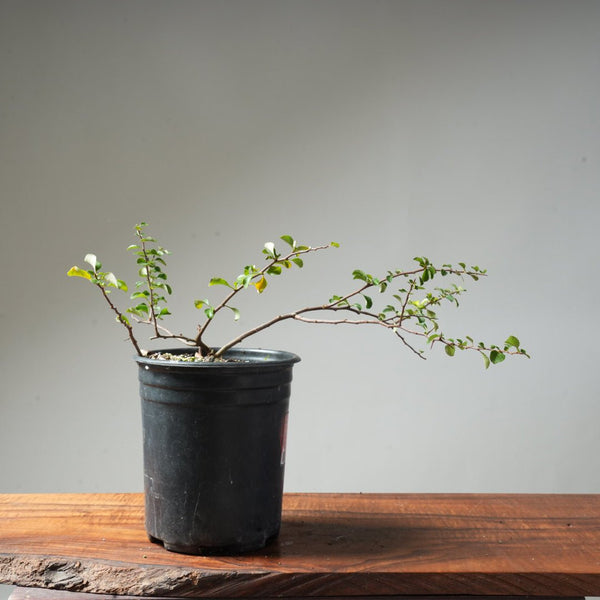 One - Gallon White Chojubai Quince #4 - Bonsaify