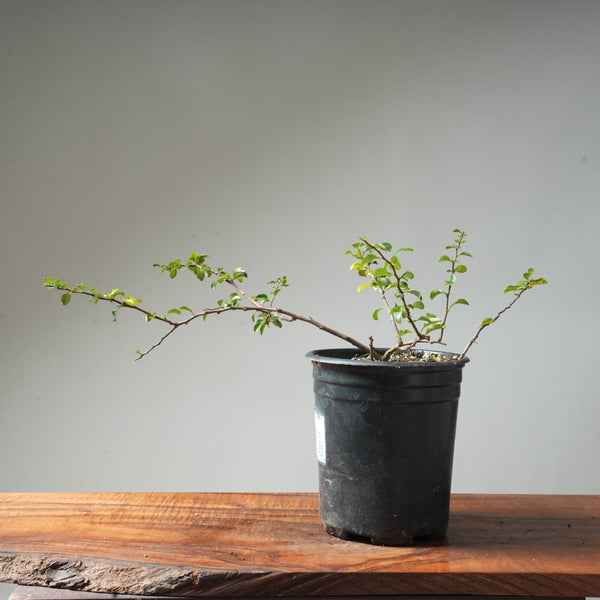 One - Gallon White Chojubai Quince #4 - Bonsaify