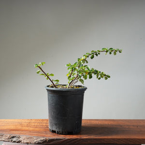 One - Gallon White Chojubai Quince #5 - Bonsaify