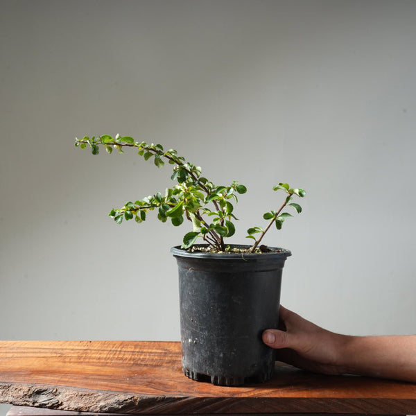 One - Gallon White Chojubai Quince #5 - Bonsaify