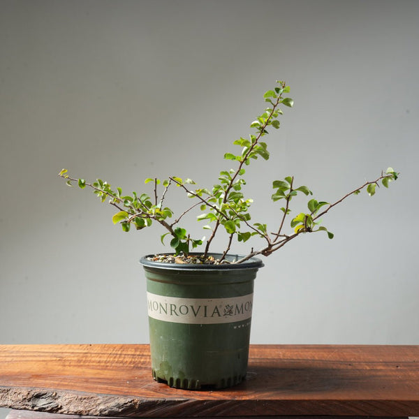 One - Gallon White Chojubai Quince #6 - Bonsaify