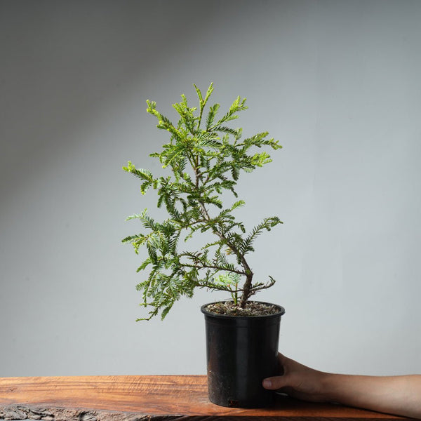 Redwood Bonsai #10 - Bonsaify