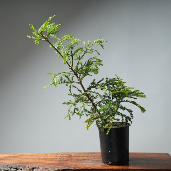 Redwood Bonsai #11 - Bonsaify