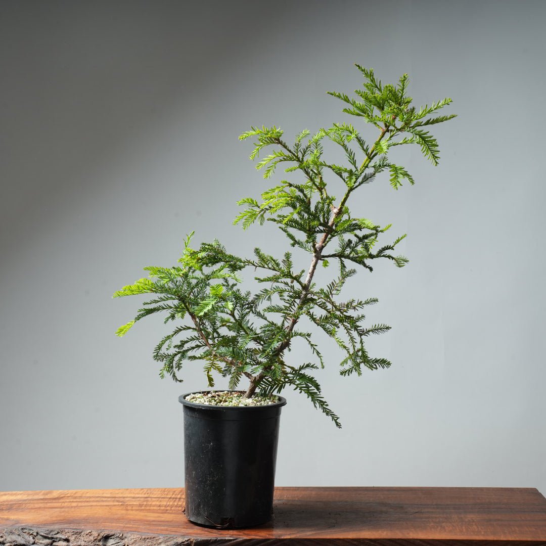 Redwood Bonsai #11 - Bonsaify