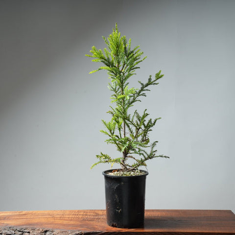 Redwood Bonsai #12 - Bonsaify