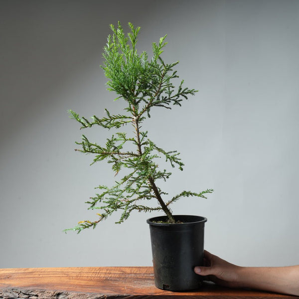 Redwood Bonsai #7 - Bonsaify