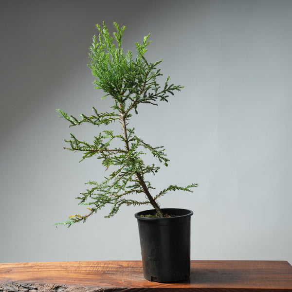 Redwood Bonsai #7 - Bonsaify