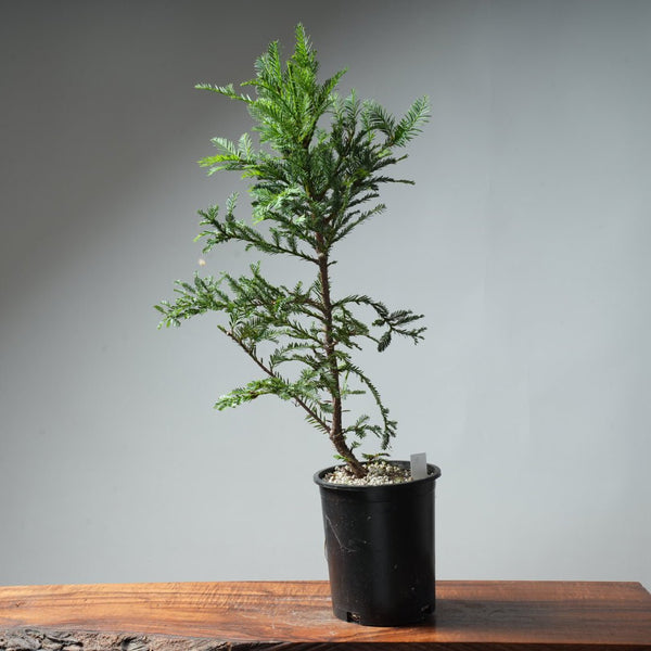 Redwood Bonsai #8 - Bonsaify