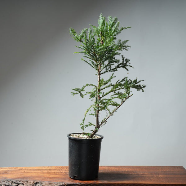 Redwood Bonsai #8 - Bonsaify