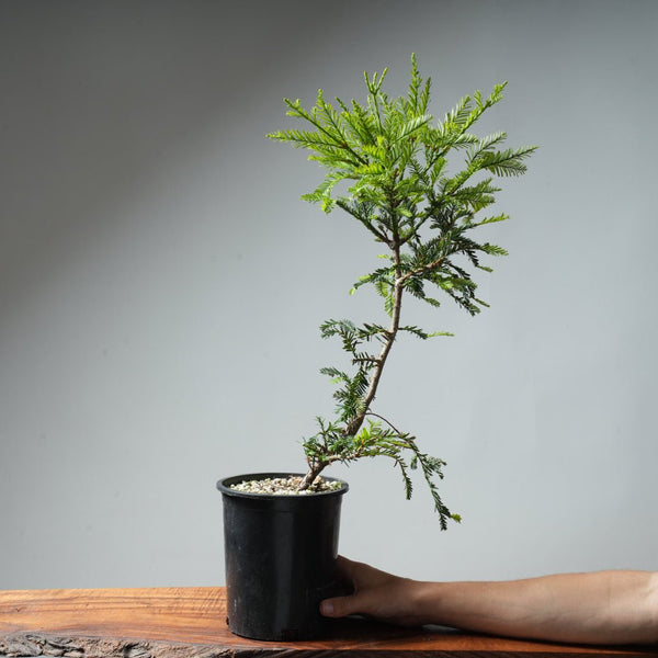 Redwood Bonsai #9 - Bonsaify