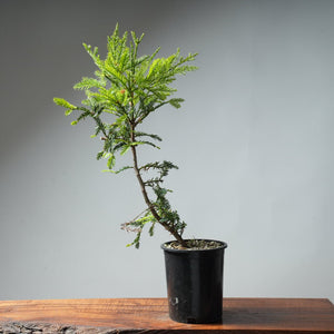 Redwood Bonsai #9 - Bonsaify