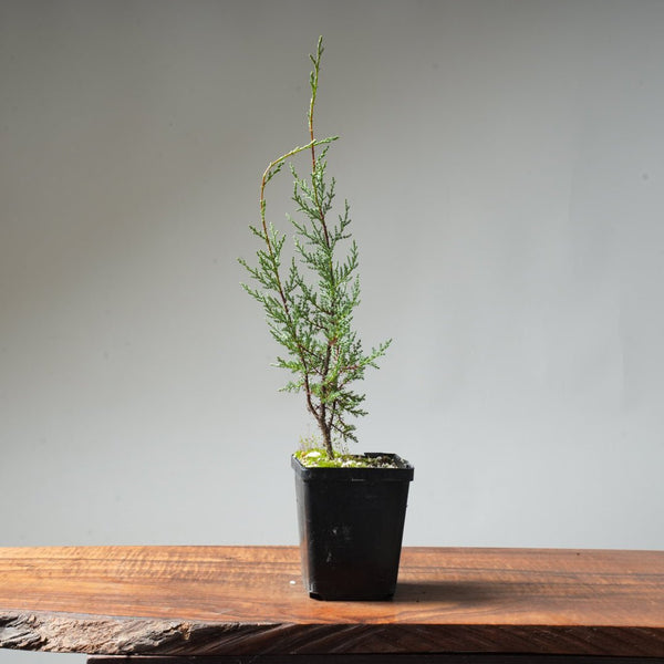 Sargent Cypress Bonsai Starter #1 - Bonsaify