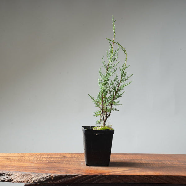 Sargent Cypress Bonsai Starter #1 - Bonsaify