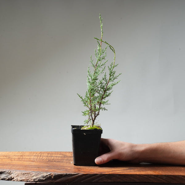 Sargent Cypress Bonsai Starter #1 - Bonsaify