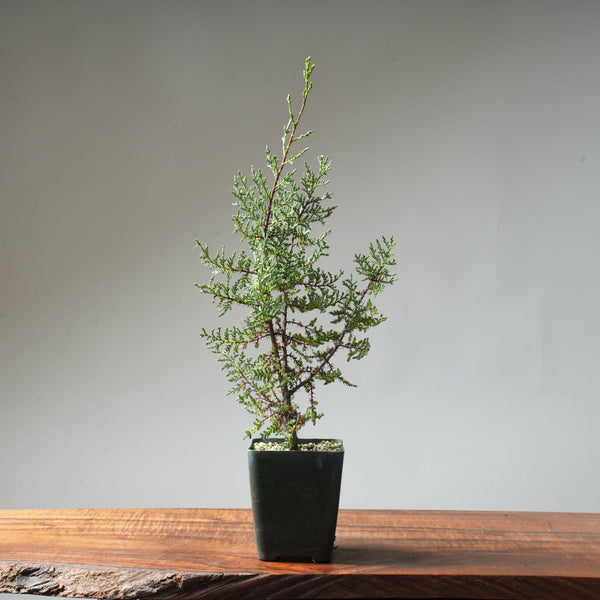 Sargent Cypress Bonsai Starter #10 - Bonsaify