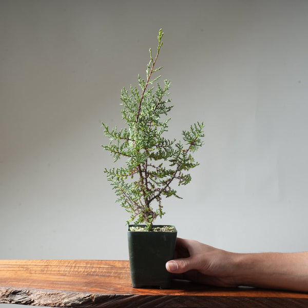 Sargent Cypress Bonsai Starter #10 - Bonsaify