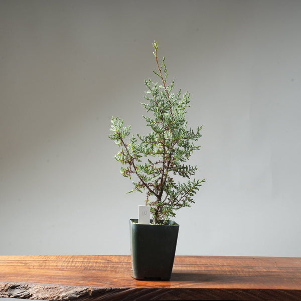 Sargent Cypress Bonsai Starter #10 - Bonsaify