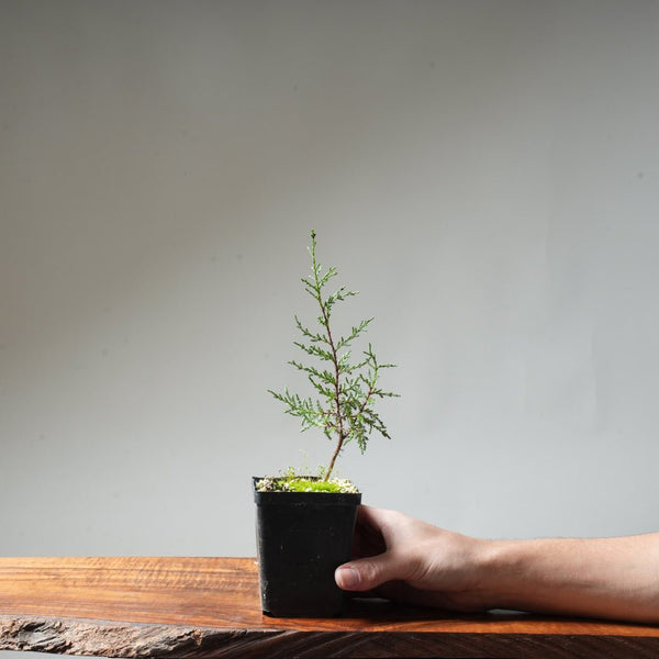 Sargent Cypress Bonsai Starter #11 - Bonsaify