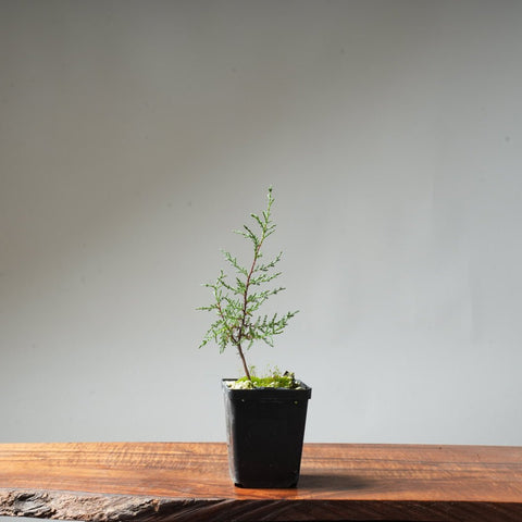 Sargent Cypress Bonsai Starter #11 - Bonsaify