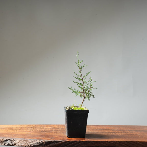 Sargent Cypress Bonsai Starter #11 - Bonsaify