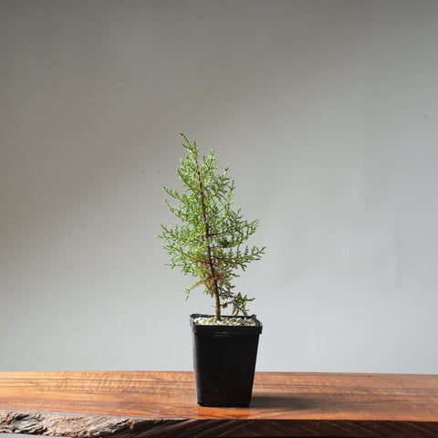 Sargent Cypress Bonsai Starter #12 - Bonsaify