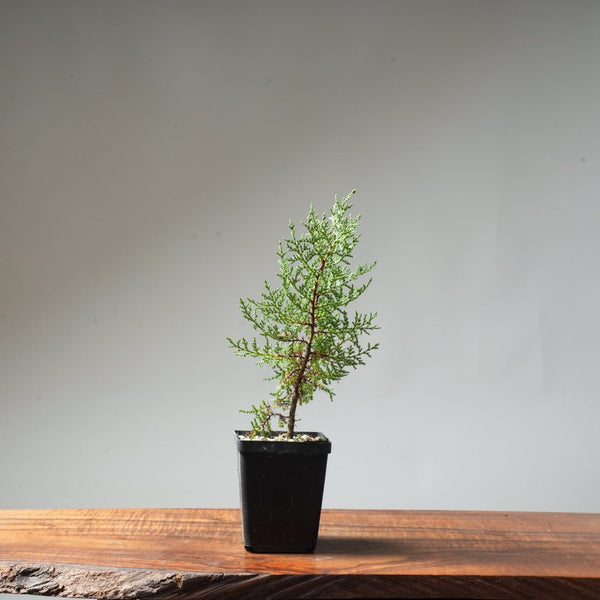 Sargent Cypress Bonsai Starter #12 - Bonsaify