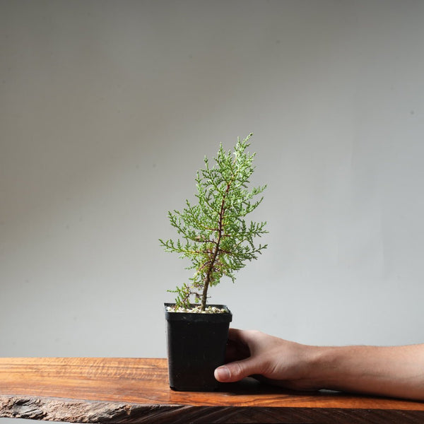 Sargent Cypress Bonsai Starter #12 - Bonsaify