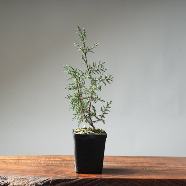 Sargent Cypress Bonsai Starter #4 - Bonsaify