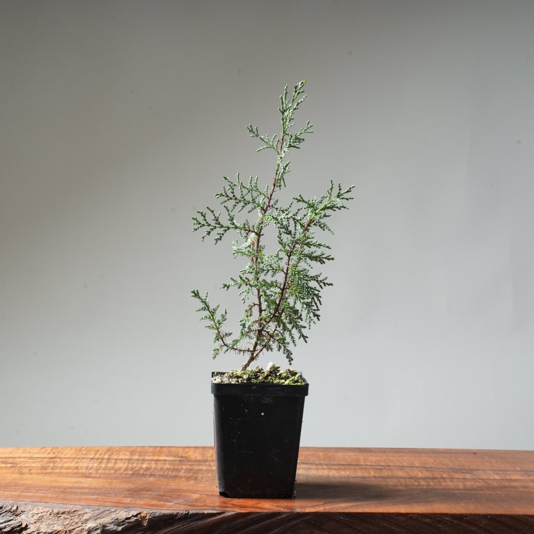 Sargent Cypress Bonsai Starter #4 - Bonsaify