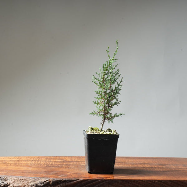 Sargent Cypress Bonsai Starter #5 - Bonsaify