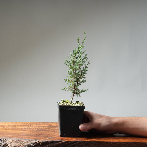 Sargent Cypress Bonsai Starter #5 - Bonsaify