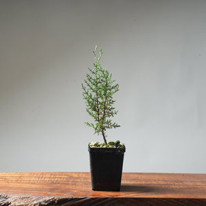 Sargent Cypress Bonsai Starter #5 - Bonsaify