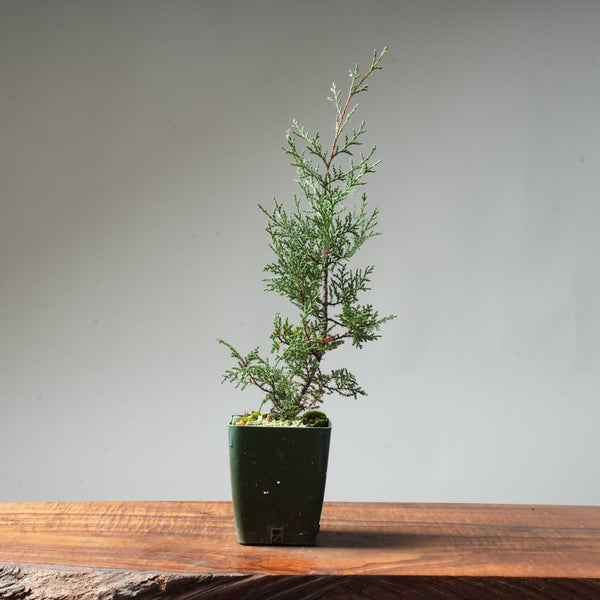 Sargent Cypress Bonsai Starter #6 - Bonsaify