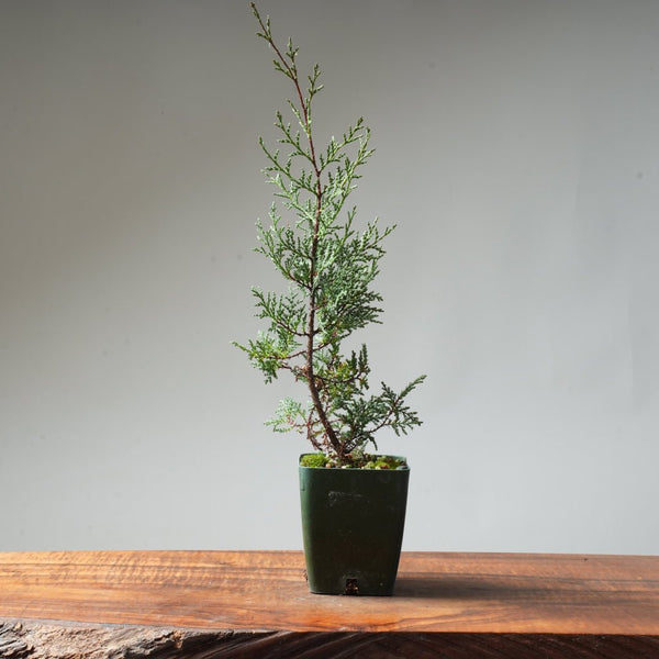 Sargent Cypress Bonsai Starter #6 - Bonsaify