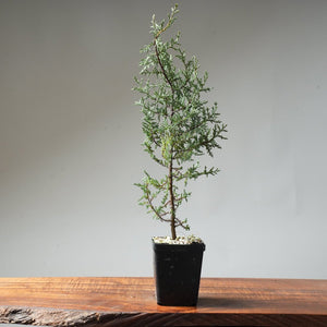 Sargent Cypress Bonsai Starter #7 - Bonsaify