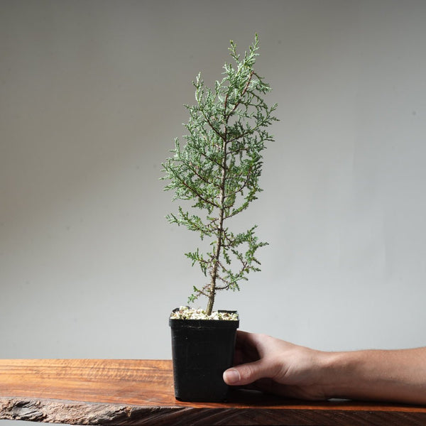 Sargent Cypress Bonsai Starter #7 - Bonsaify