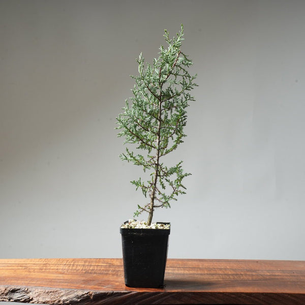 Sargent Cypress Bonsai Starter #7 - Bonsaify