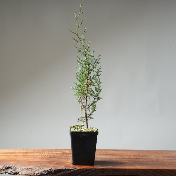 Sargent Cypress Bonsai Starter #8 - Bonsaify