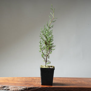 Sargent Cypress Bonsai Starter #8 - Bonsaify