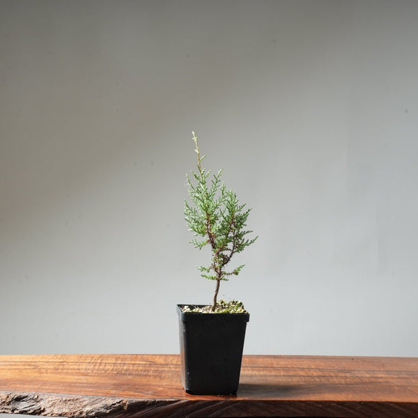 Sargent Cypress Bonsai Starter #9 - Bonsaify