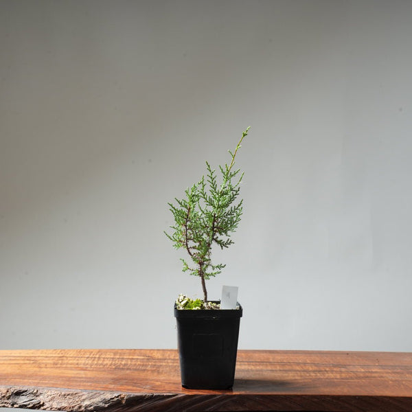 Sargent Cypress Bonsai Starter #9 - Bonsaify