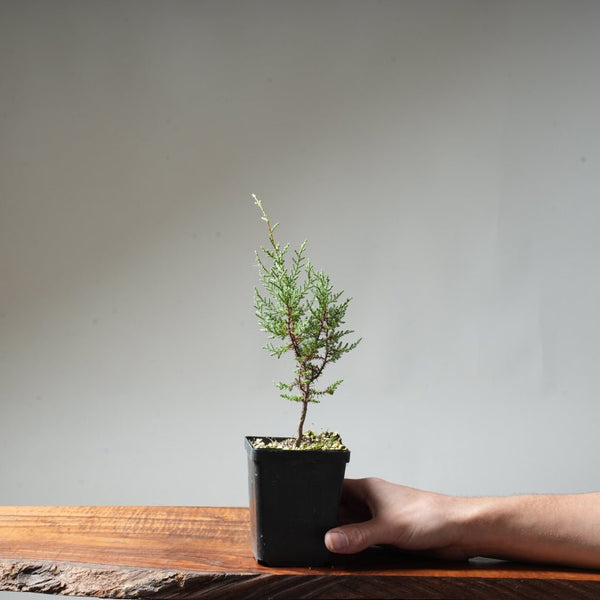 Sargent Cypress Bonsai Starter #9 - Bonsaify