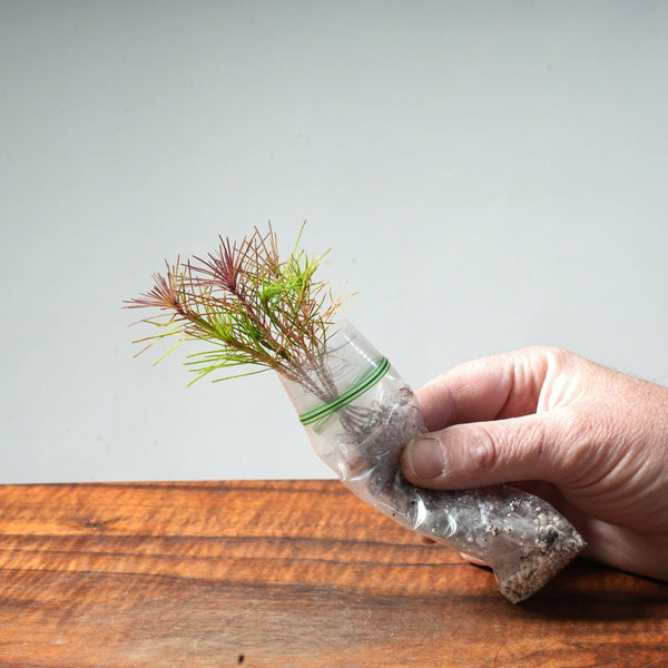 Scots Pine Bare - Root Bonsai Starters - Bonsaify